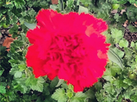 garofano